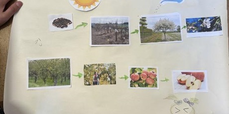 Powiększ grafikę: Międzynarodowy Projekt z eTwinningu - From Seed to Plate.      